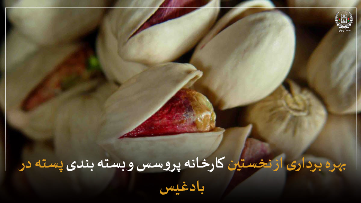 The first-ever Pistachio Processing and Packing Plant Started in Badghis Province