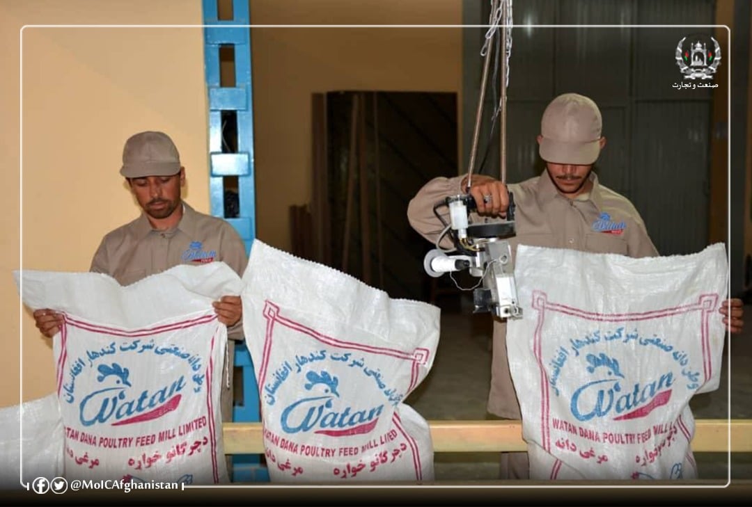 Increase in the level of chicken grain production in Kandahar province