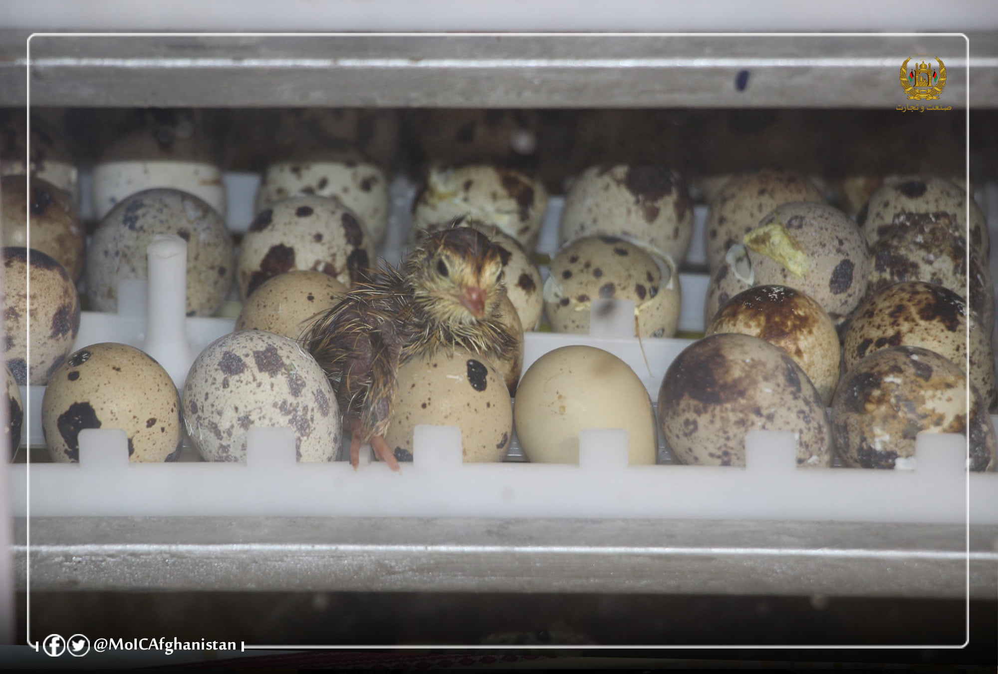 نزدیکی کشور به خد چرګانو دتولید له پلوه پرځان بسیاینې ته د هیواد نږدې والیودکفایی در تولید گوشت مرغ و پرندگان
