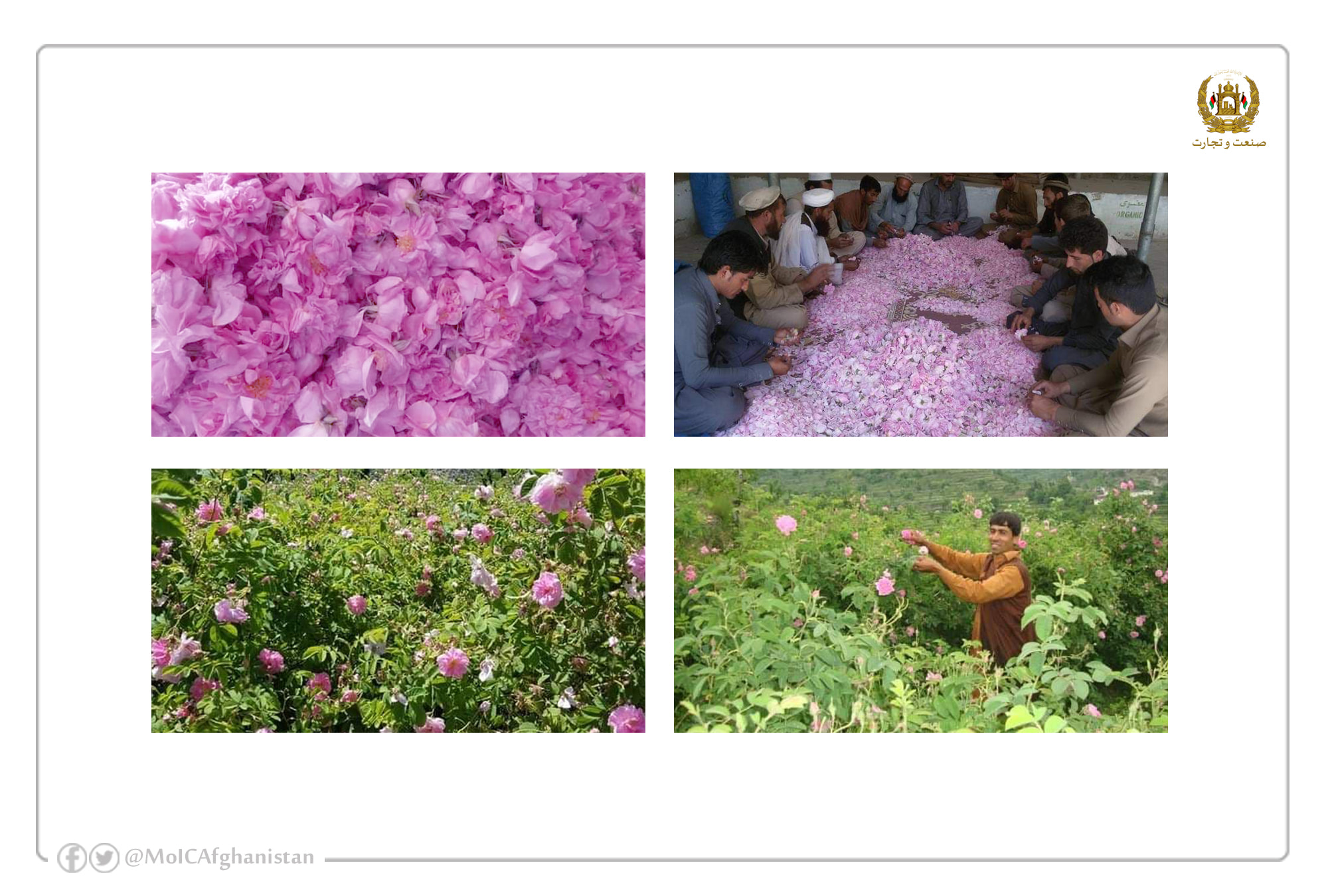 Investment in the production and processing of rose water and perfume in Nangarhar province