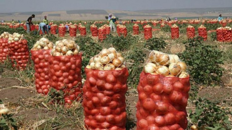 آغاز صادرات پیاز افغانستان به هندوستان